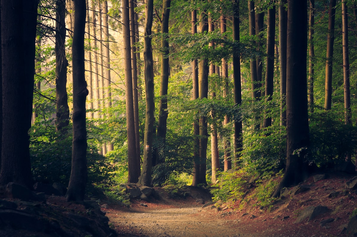 Lichtdurchfluteter Waldweg – Sinnbild für neue Wege und Inspiration